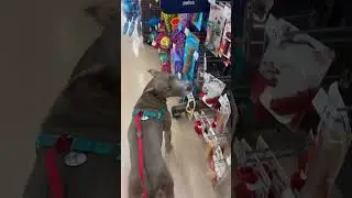 Shopping for a new toy to squeak an annoy daddy.