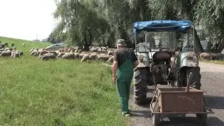 Spotkanie hodowców owiec w Opolu – jaka dochodowość hodowli?