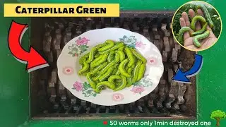 50 Caterpillar Green vs Fast Shredder Machine | So bad garden only 1min destroyed