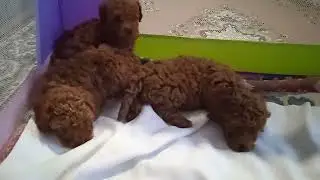 щенки той пуделя