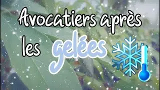 Comment ont réagi les avocatiers face aux gelées ? 🥶❄️