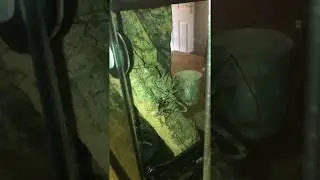 Whip spider (damon medius) hunting cricket