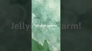 Jellyfish in massive cluster in Alaska, @Wildernessgma49 #wilderness #alaska