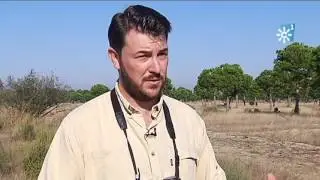 Chotacabras en Doñana