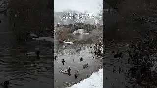 First Day of Snow in 2025: Central Park on January 6 #nyc #snow #centralpark #snowfall