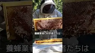 ハチを砂糖まみれにする理由
