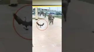 Soldiers Get Attacked By an Angry Goose
