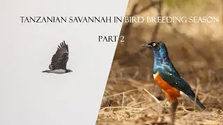 Tanzanian savannah in bird breeding season - Part 2