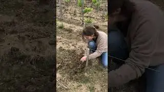 Complantation 2