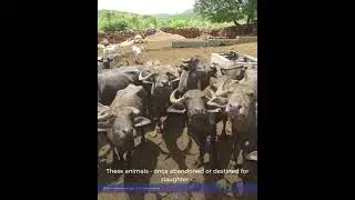 Urgent Appeal: Help Feed Karuna's Rescued Animals This Summer 🐄 | Help Animals India