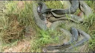 2016 Net Fishing In Battambang Province    Khmer Cast Net Fishing  Cambodia Traditional Fishing  Par