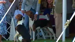 Treeing Walker Coonhounds | Breed Judging 2022