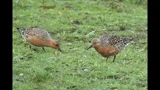 Kanoet Calidris canutus