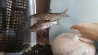 モツゴのカチカチ音 Kachi-kachi sound of pond fish(Stone Moroko MOTSUGO)