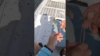 Rigging Shrimp For Inshore Mangrove Snapper