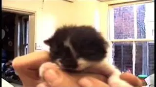 Kittens
