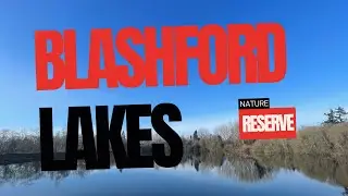 Exploring the Tranquil Beauty of Blashford Lakes | Walking Video In 4K