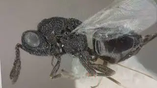 Eurytoma scrophulariae Zerova from Georgia, Holotype. Entomology Collection. Inst.Zool Kyiv Ukraine