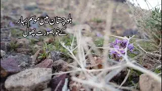 Muslim Bagh; Colors of Spring in Muslim Bagh|| Spring in Muslim Bagh