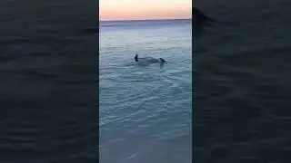 Hammerhead shark at John Smiths Beach in Bermuda