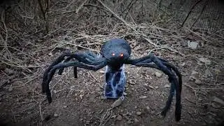 XS stock jumping spider 