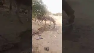 #animals #foryou #viral #viilagelife #donkey #donkeykong #donkeykongbananza #donkday