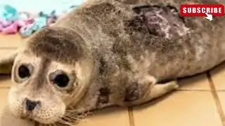 Secrets of the Harbor Seal: Exploring Coastal Wonders. #HarborSeals #MarineLife #CoastalGuardians