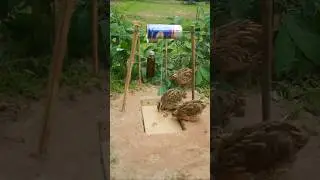 Bird Trap Technique easy - quail trap #shorts #simple bird trap