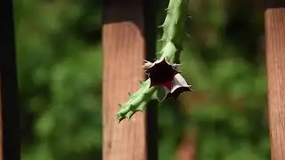 Huernia keniensis in bloom July 2021