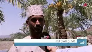 تقرير | بدء تباشير الرطب بولاية دماء والطائيين