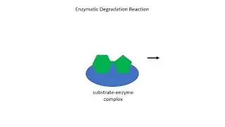 Enzymes   Synthesis and Degradation Reactions