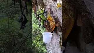 How Bee keeper take the honey #bees #fishing #honeybee #bee #viral #beehoney