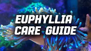 Top 5 tips for thriving hammer, frogspawn, and torch coral 