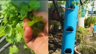 #veg vertical Tower DT garden overview@veg vertical Tower DT