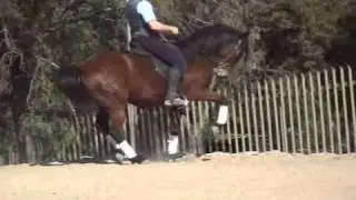 SA Boerperd ulzu piaffe and passage.wmv