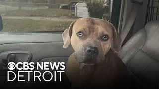 Michigan deputies shot, kill dog; owner speaks out