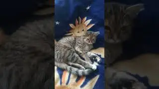 Cat Marfa wakes up