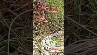 Stringging rope..