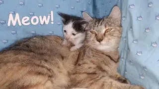 Tiny Abandoned Kitten Hisses Then Kisses the Foster Mom Cat While Nursing for Comfort