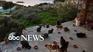 Job post for living at cat sanctuary on Greek island flooded with 35,000 applications