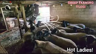 Installing Barn Fans For The Sheep Plus Cutting Third-Cut Alfalfa Hay And A Planter Retrofit!