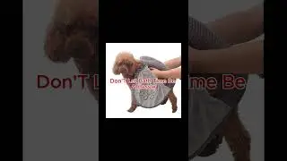 Super dry fast pet towel #absorbentdogtowel #pettowels