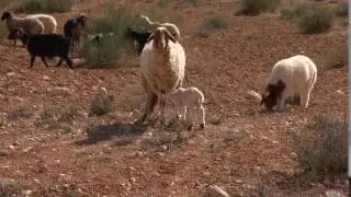 Herd of Sheep   Free Video Background