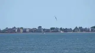 Manx Shearwater: The Flying Penguin