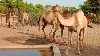 Thirsty camels of the desert drinking water in a happy mood