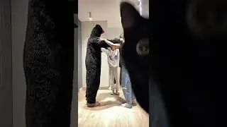 Cats Who Steal the Spotlight 😂🐾 | Funny Cat Compilation #cat #cute #shortsfeed