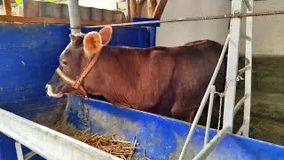 Bitta molga bir oyda qancha rasxo'd bo'lyabdi? Mol boqishdan o'zi foyda bormi ???