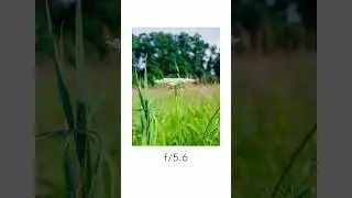 Olympus 25mm f/1.8 Aperture Test: How Aperture Changes Composition
