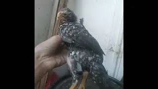 Zam Zam Pets Parrotbeak Breeders Srilanka 🇱🇰❤🇵🇰✈