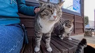 猫島に到着した瞬間、猫たちが桟橋までお出迎えしてくれた